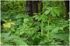 Arisaema tortuosum